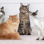 cele mai frumoasa rase de pisici din romania